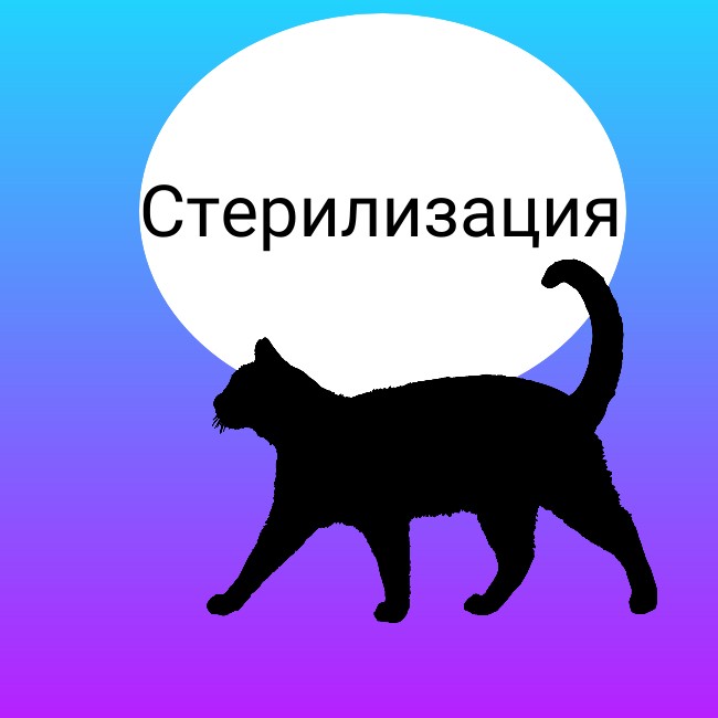 Стерилизация кошки Астрахань №1